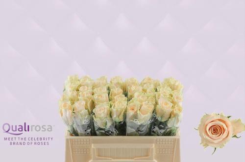 Rosa grootbloemig Charmant