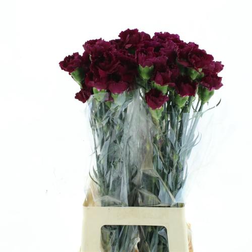Dianthus standaard 'Royal Damascus'