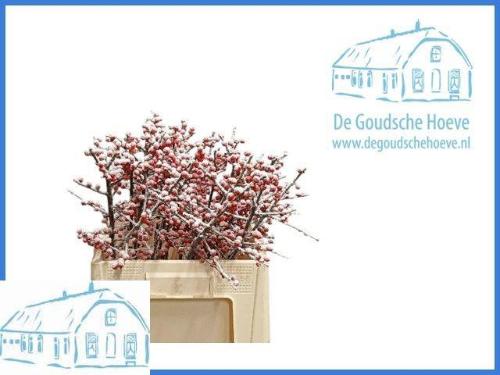 Ilex verticillata kleurbehandeld H%