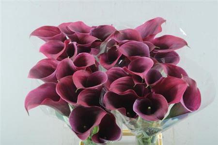 Zantedeschia 'Captain Promise'