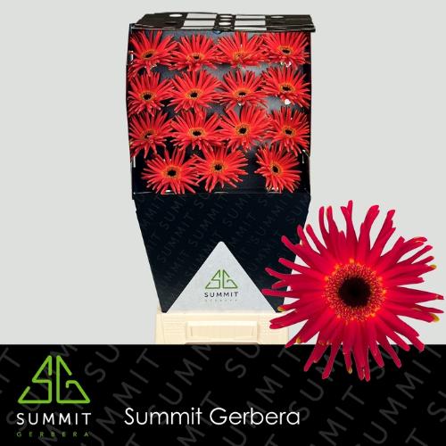 Gerbera mini krulvormig Pastini Soiree