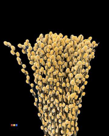 Salix H%