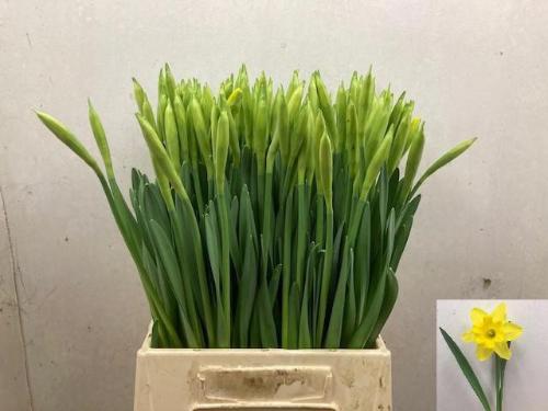 Narcissus Grootkronige Grp met blad 'Gigantic Star'