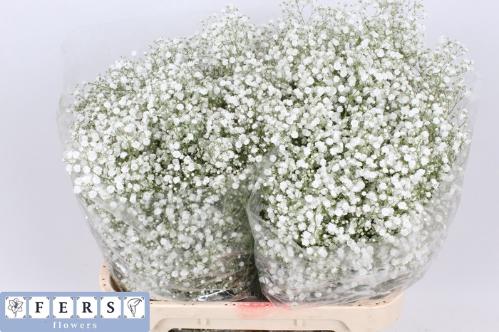 Gypsophila paniculata Xlence