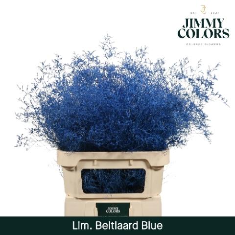 Limonium overig kleurbehandeld H%
