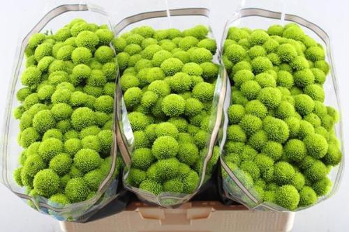 Chrysanthemum (Indicum Grp) tros santini AAA Peptalk