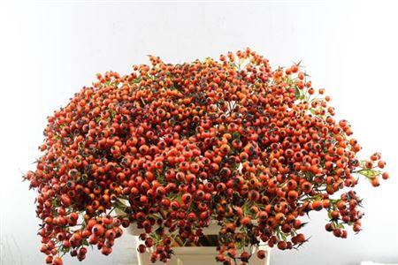 Rosa Mandarin Hiphop