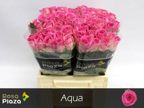 Rosa grootbloemig Aqua!