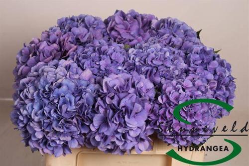 Hydrangea macrophylla Royal Salute