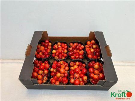 Siervruchten per bak Malus 'Red Sentinel'