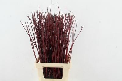 Cornus alba 'Sibirica'