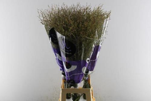 Panicum virgatum 'Warrior'