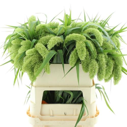Setaria italica 'Volle Melk'