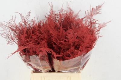 Asparagus overig kleurbehandeld H%