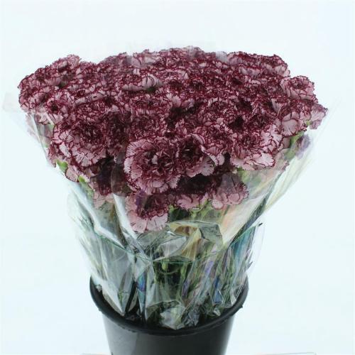 Dianthus standaard overig