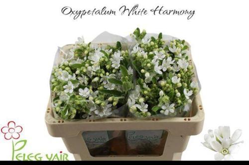 Oxypetalum coeruleum 'Perfect White Harmony'