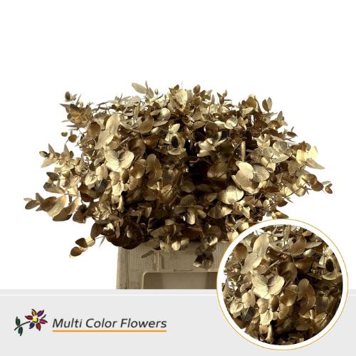 Eucalyptus cinerea kleurbehandeld per bos H%