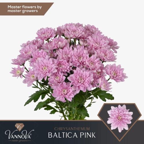 Chrysanthemum Indicum Grp tros kas Baltica Pink