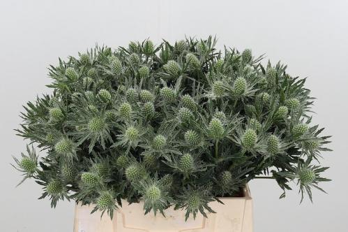 Eryngium Sirius Questar