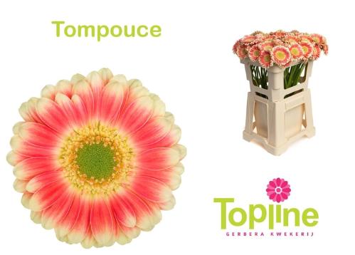 Gerbera mini 'Tompouce'