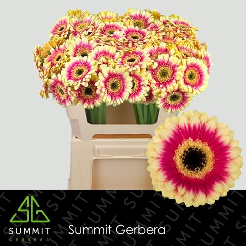 Gerbera mini Volcano