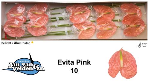 Anthurium Andreanum Grp 'Evita Pink'