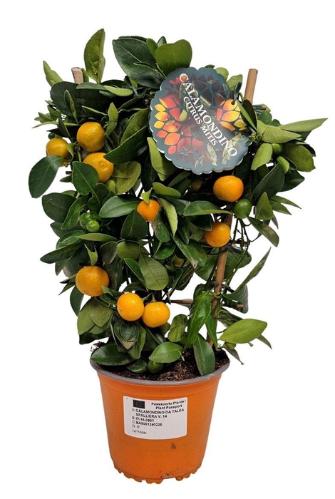 Citrofortunella x microcarpa