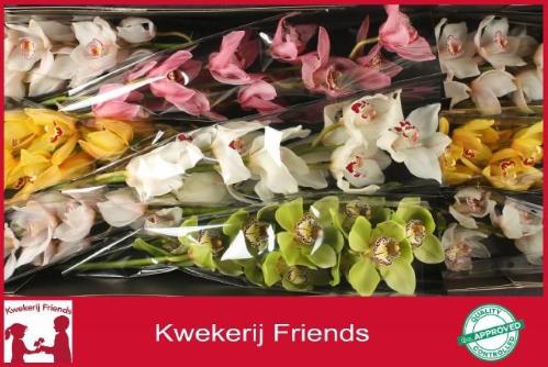 Cymbidium grootbloemig per tak gemengd