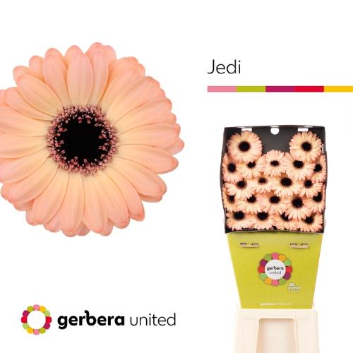 Gerbera mini Jedi