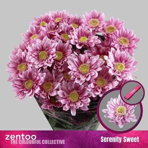 Chrysanthemum (Indicum Grp) tros Serenity Sweet