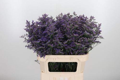 Limonium Safora Classic Blue