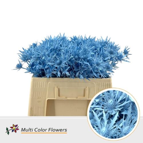 Eryngium alpinum kleurbehandeld H%