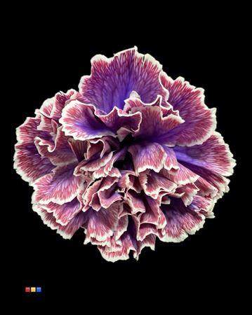 Dianthus standaard kleurbehandeld H%