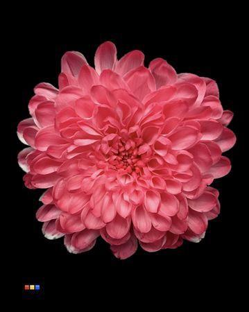 Chrysanthemum Indicum Grp tros kas kleurbehandeld H%