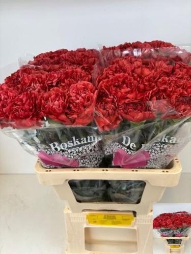 Dianthus standaard Miss Fabulous