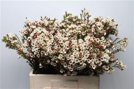 Chamelaucium 'Moonlight Delight'