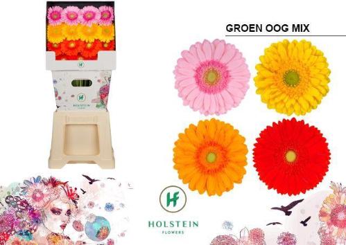 Gerbera grootbloemig gemengd op rij