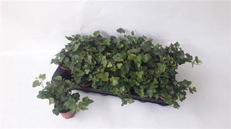 Hedera helix 'Wonder'