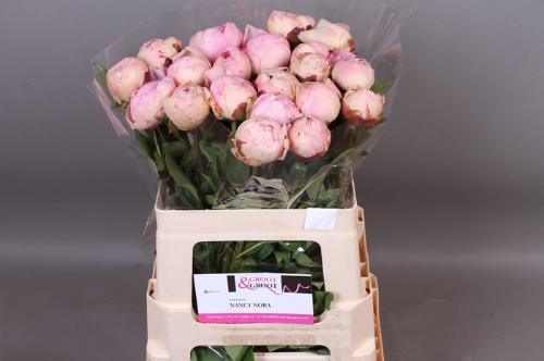 Paeonia Lactiflora Grp 'Nancy Nora'