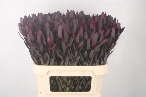Leucadendron 'Safari Sunset'