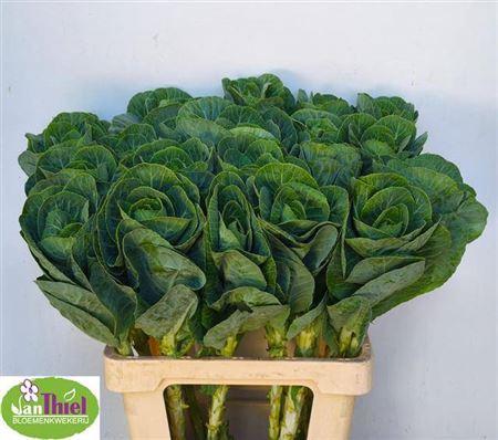 Brassica oleracea 'White Crane'