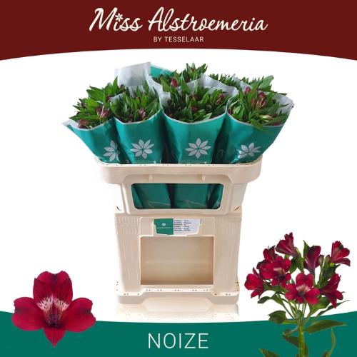 Alstroemeria Noize