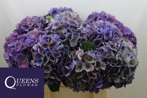 Hydrangea macrophylla Royal Opera (classic)