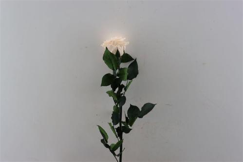 Rosa grootbloemig kleurbehandeld H%