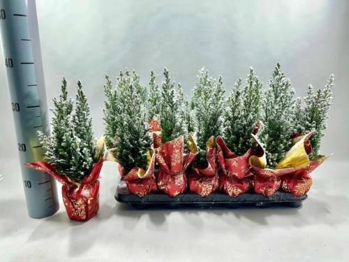 Chamaecyparis lawsoniana 'Ellwoodii'