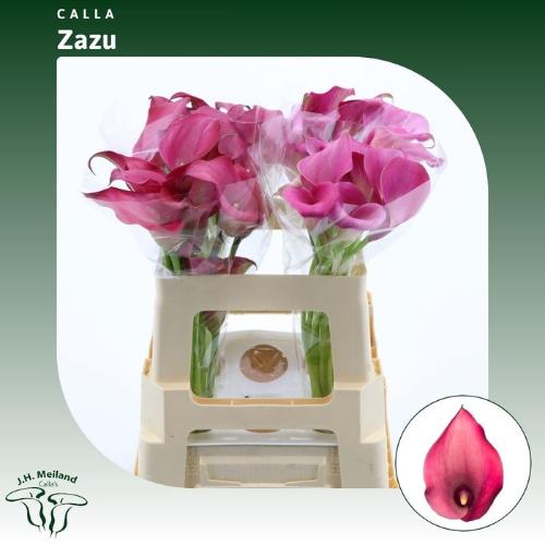 Zantedeschia 'Zazu'