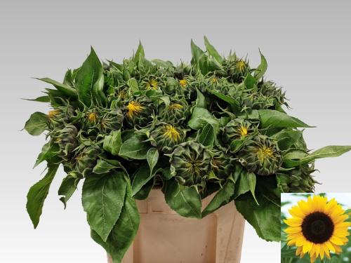 Helianthus annuus 'Sunrich Orange'