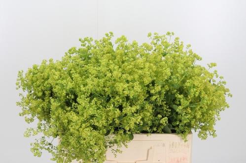 Alchemilla mollis 'Robustica'