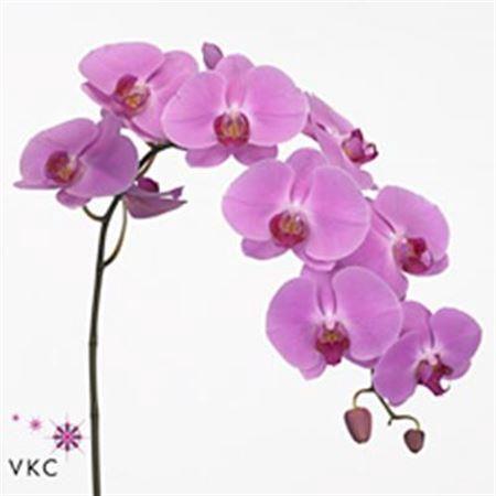 Phalaenopsis per bloem 'Happy Valentina'