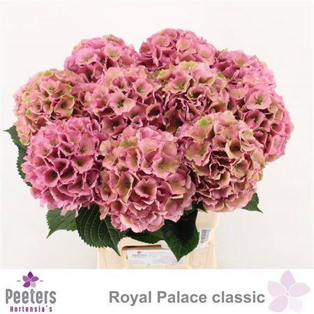 Hydrangea macrophylla Royal Palace (classic)